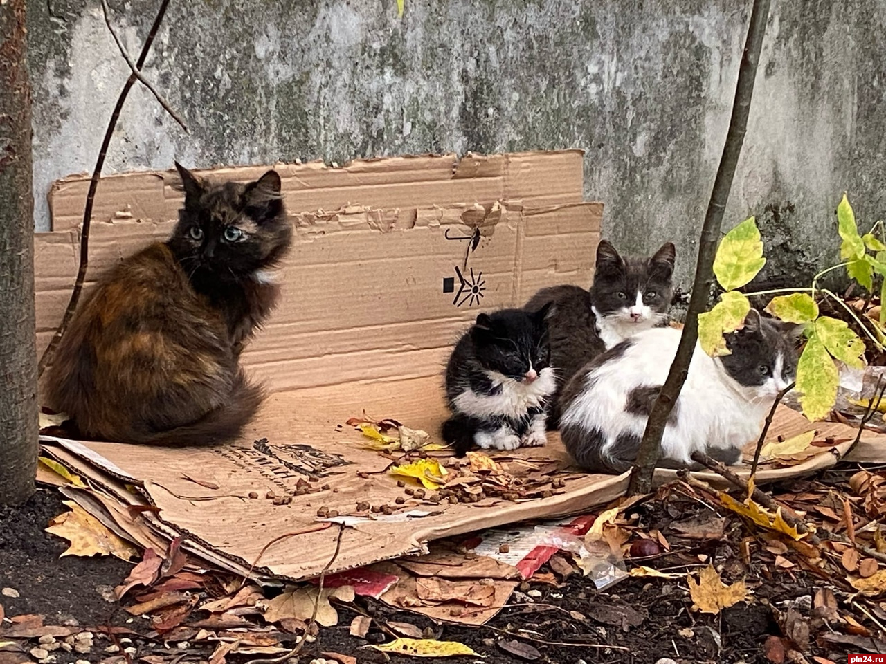 Бездомные котики