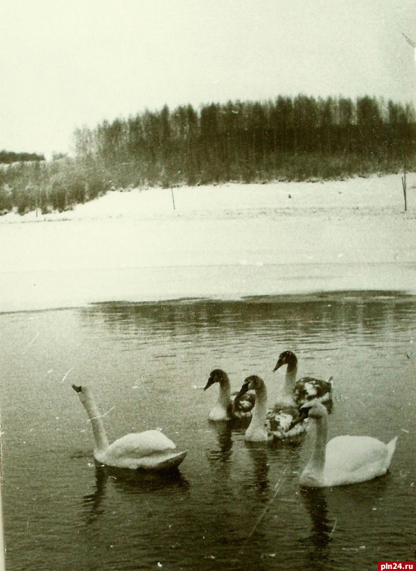 Когда лебеди впервые появились на Городищенском озере, рассказали в музее