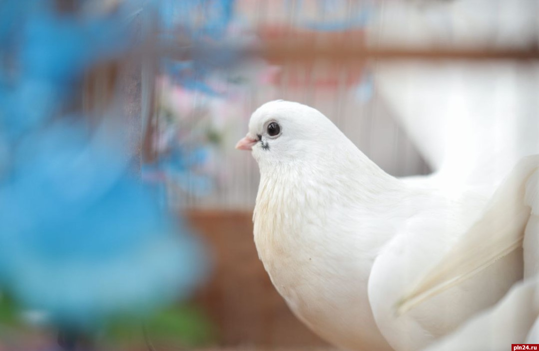 Эксперт оценил опасность вируса, превратившего голубей в зомби