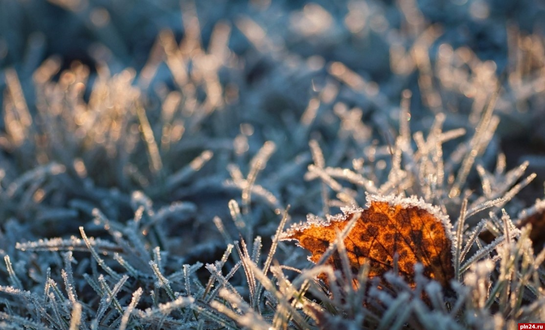 Заморозки до -4°C ожидаются ночью в Псковской области 1 ноября