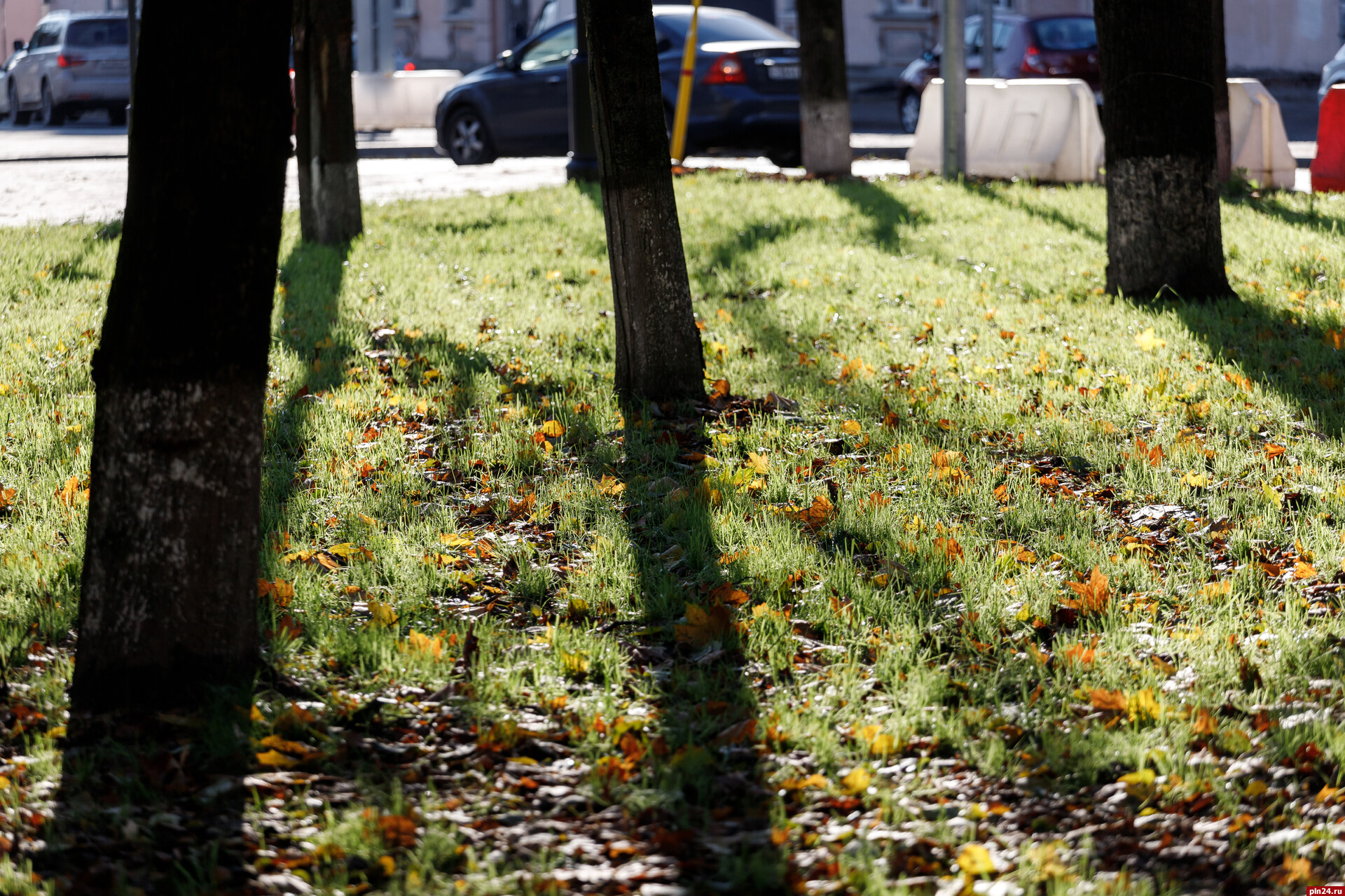 «Открыть окно - просто мука»: псковичка просит обрезать ветви дуба на Рижском проспекте
