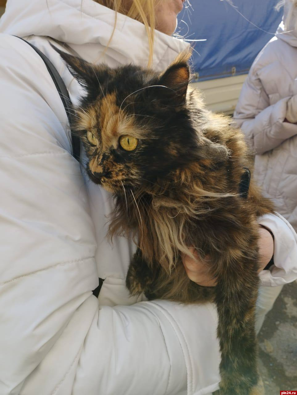 Спустя две недели в пострадавшем от падения самолёта доме в Ейске нашли выжившую кошку