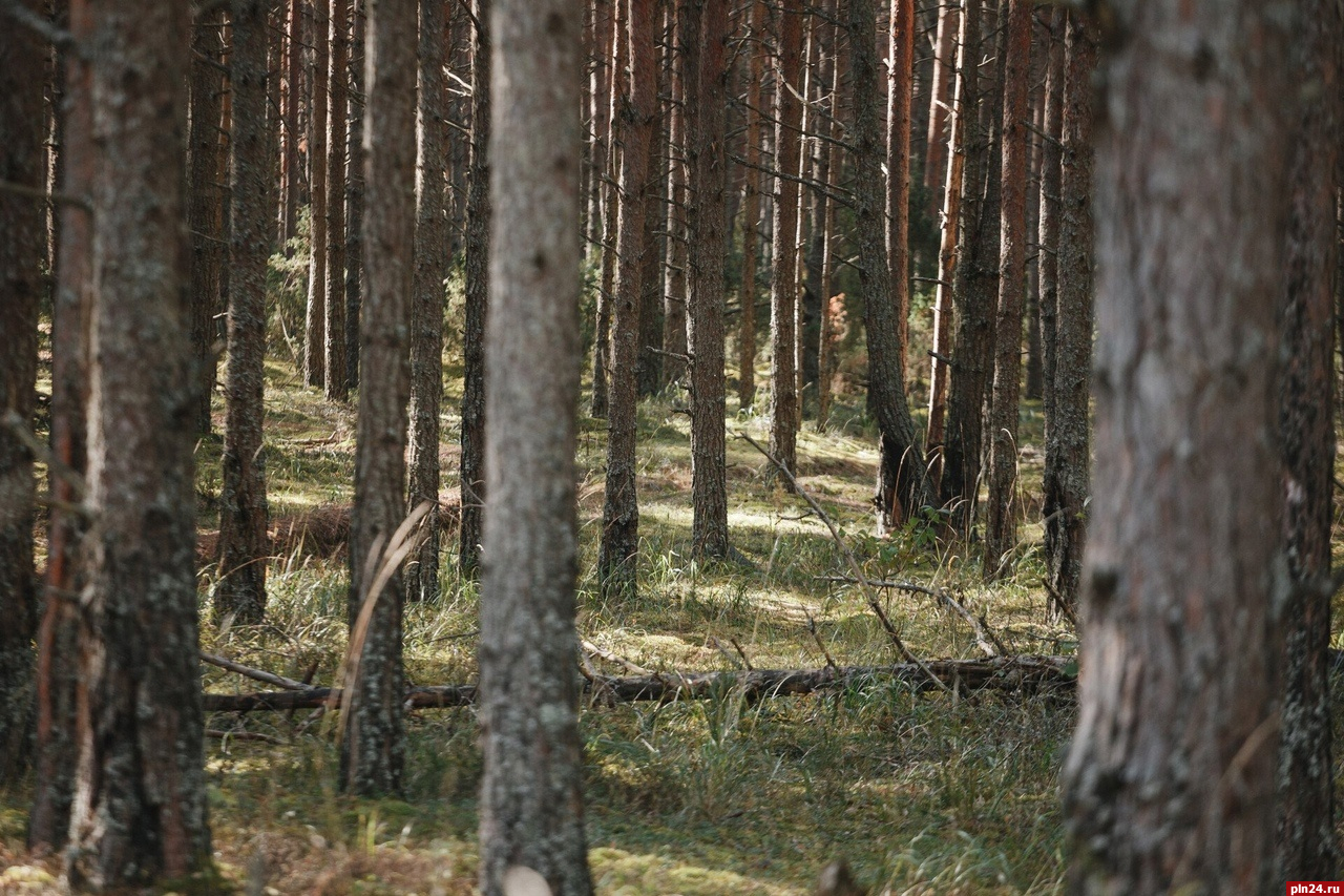 Псковича осудили за незаконную вырубку леса