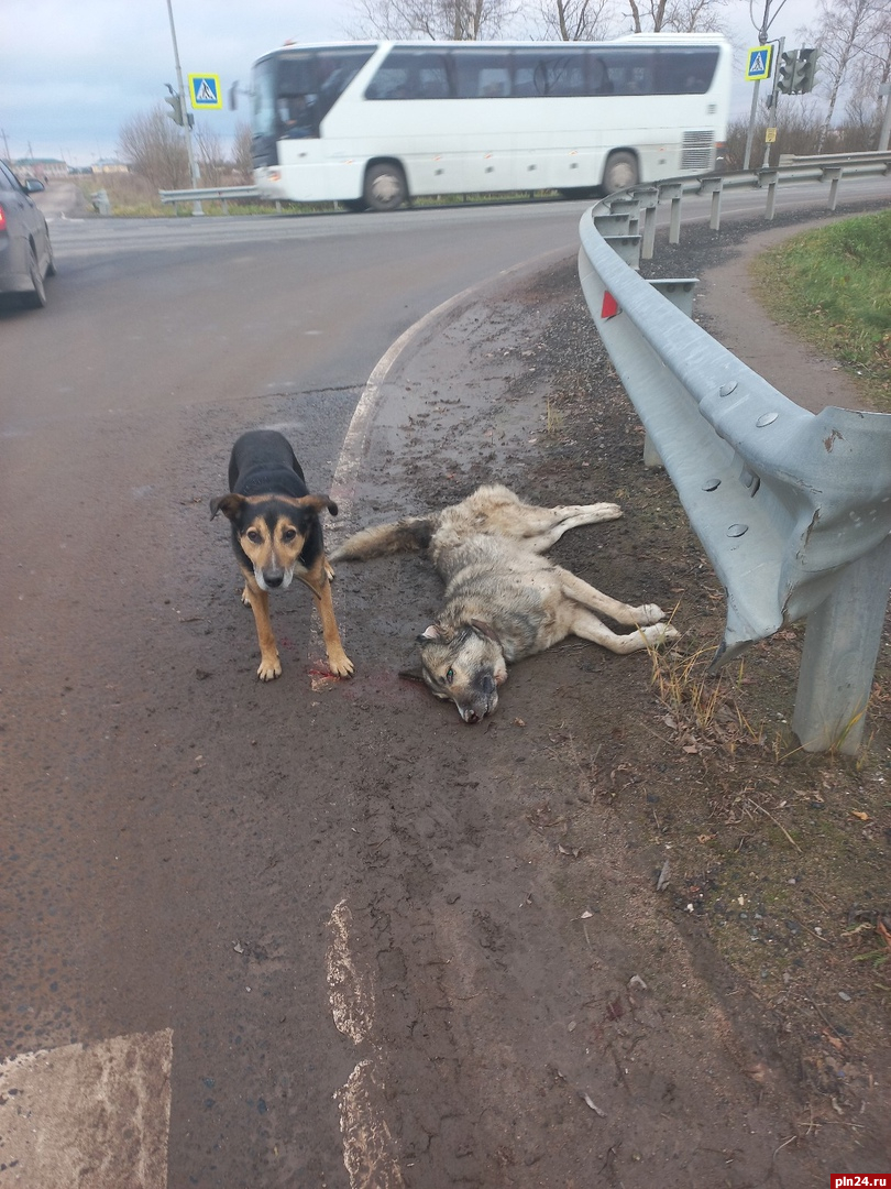 Хозяина просят убрать труп собаки с дороги в псковском Подосьё