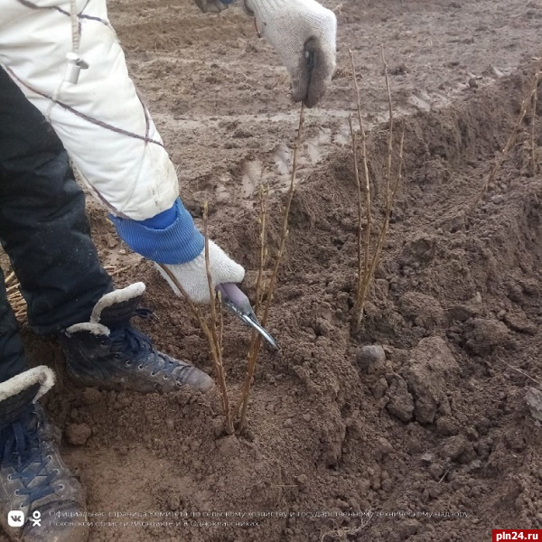 Кусты чёрной смородины на площади около 30 гектаров высадили в Псковском районе