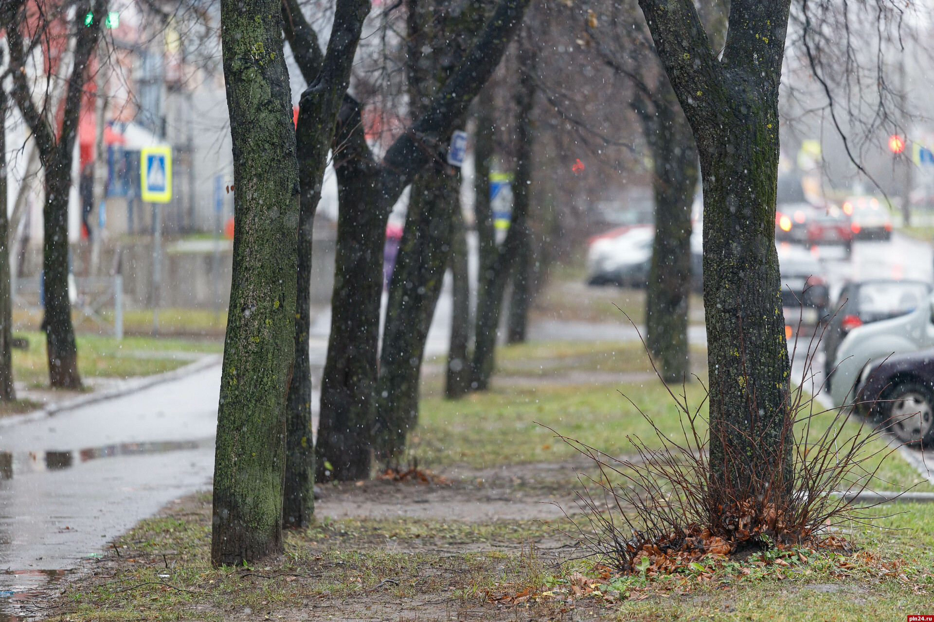 Мокрый снег и дожди ожидаются в Псковской области 15 и 16 ноября