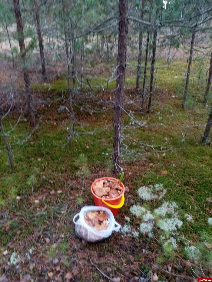 Последние грибы собирают псковичи в лесах перед наступлением холодов. ФОТО