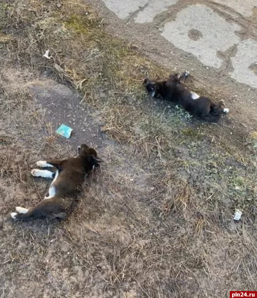 Порховский суд отправил в колонию 26-летнего убийцу трёх щенков