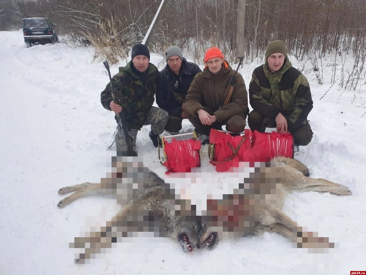 Двух волков застрелили охотники в Пушкиногорском районе. ФОТО