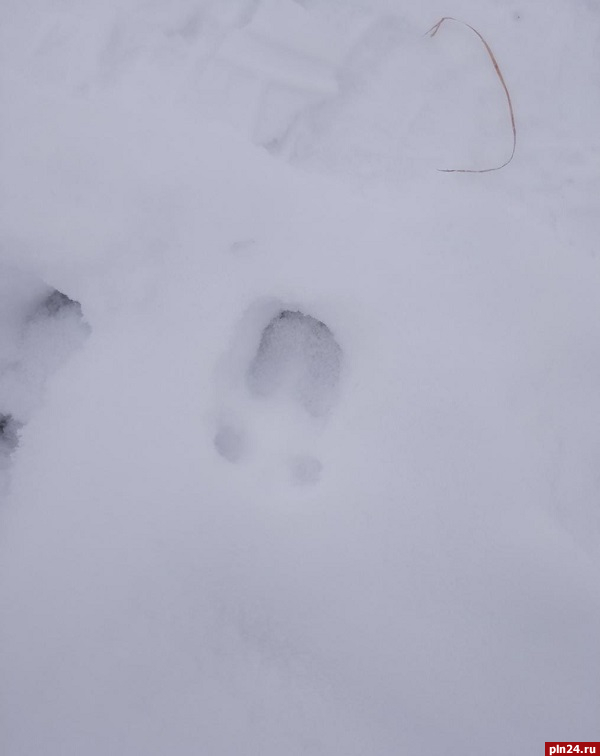Следы кабана на снегу запечатлели на Труворовом городище. ФОТО