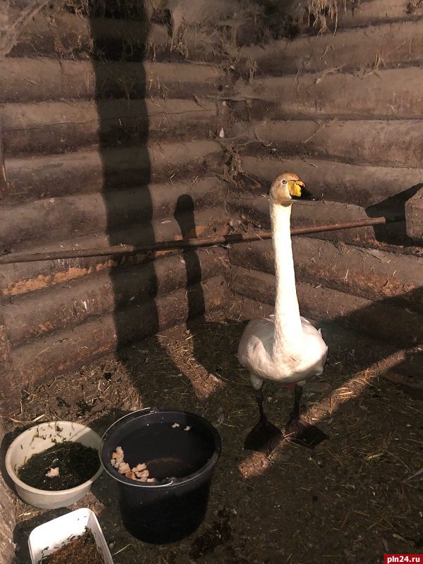 Одинокого лебедя нашли в новосокольнической деревне Бор