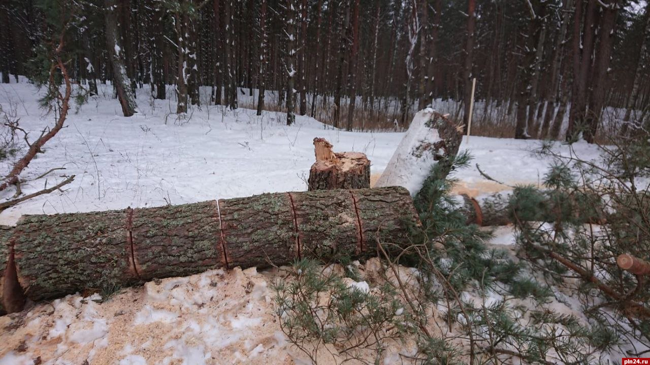 Варварской вырубкой назвал спил сосен в Корытовском лесу экоактивист