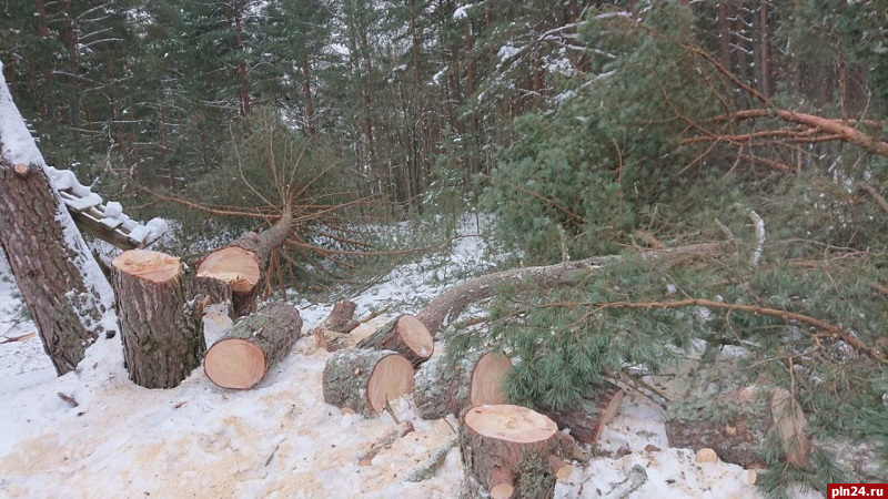 Петицию за сохранение Корытовского леса создали в Пскове