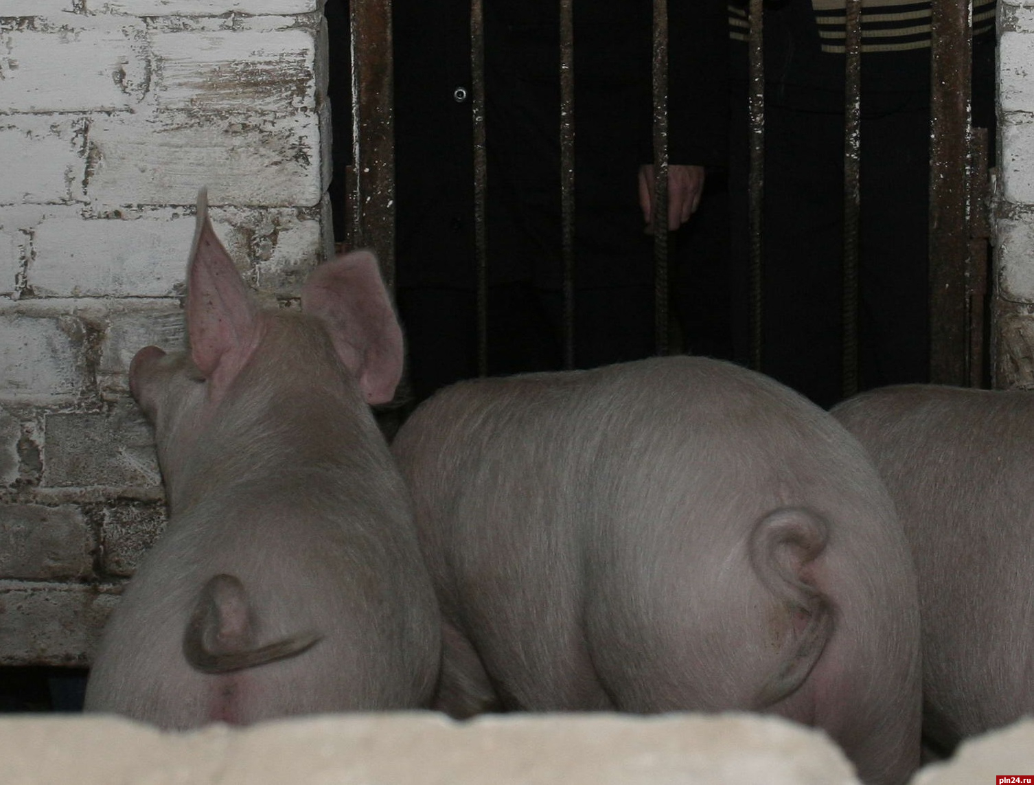 Самым распространёным животным в России стала свинья
