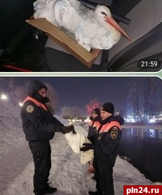 Зимующего в псковском Дендропарке аиста поймали сотрудники МЧС