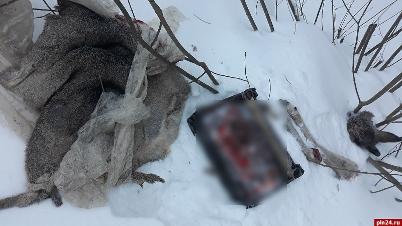 Охотники выбросили останки освежеванной косули на обочину дороги в Себежском районе. ФОТО