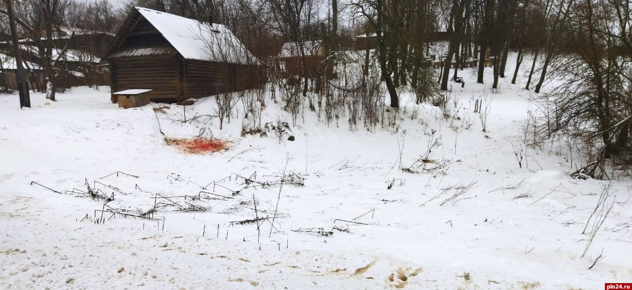 «Ждём, пока ребенка утащат?»: жители Себежского района обеспокоены появлением волков