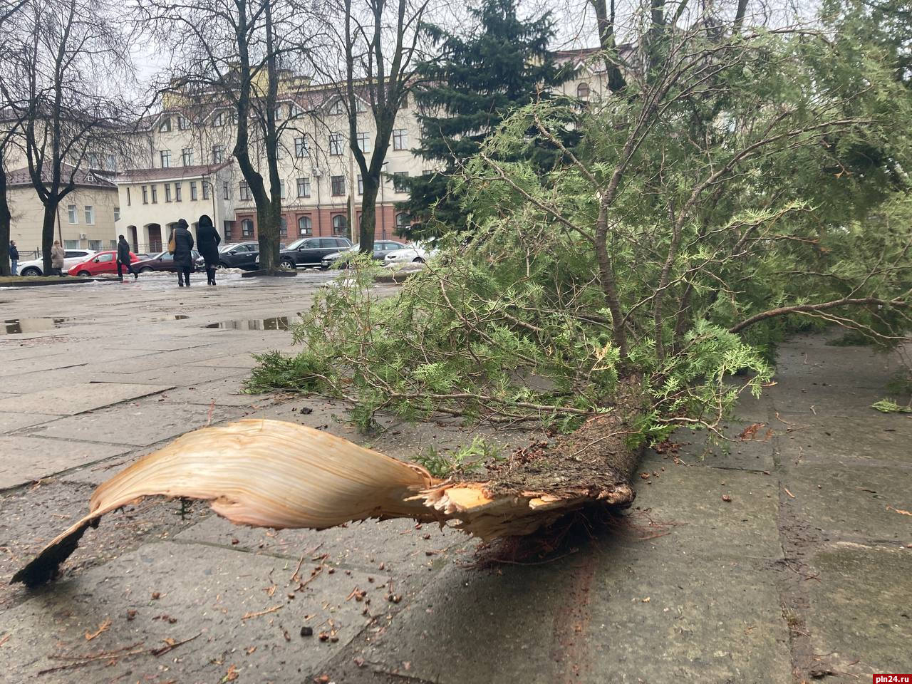 Фотофакт: Туя «прилегла» у здания миграционки в Пскове