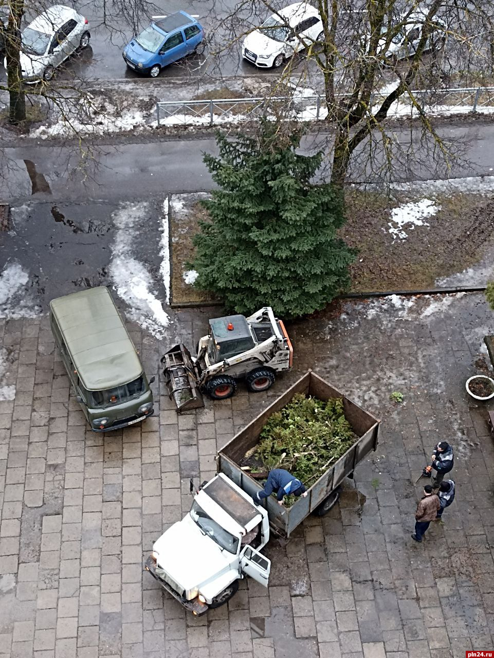 Упавшую на тротуар тую в Пскове распилили спустя два часа после публикации на ПЛН