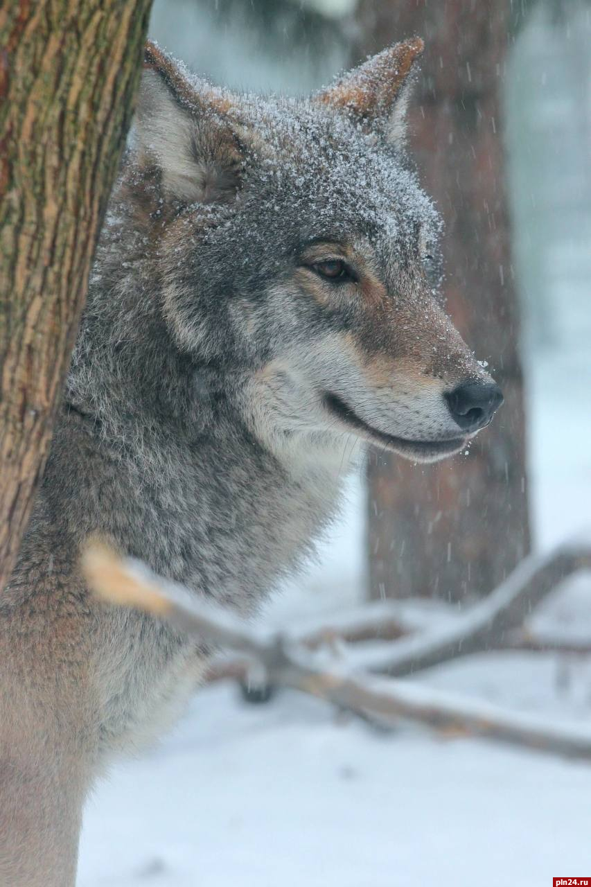 «Как две капли воды»: Ленинградский зоопарк предложил различить волчат из пушкиногорского «Зоограда»