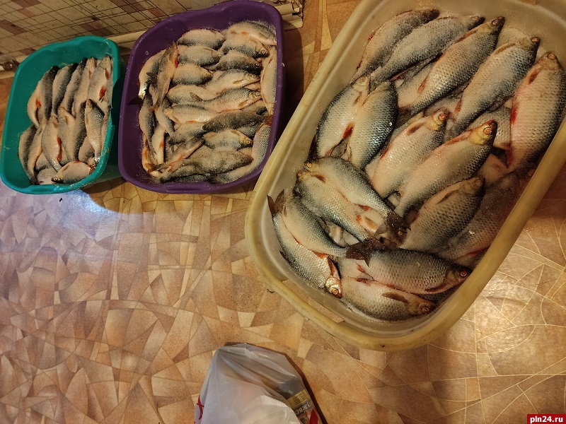 Более 30 кг рыбы выловила семейная пара на Чудском озере
