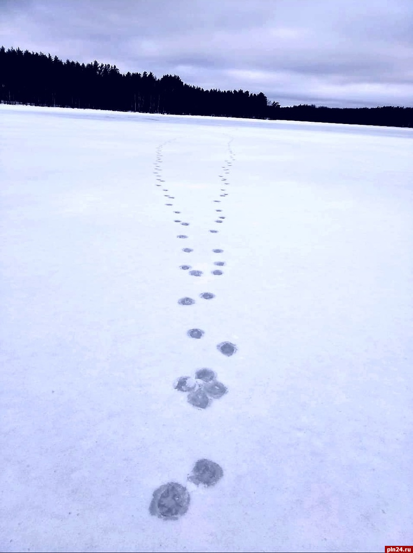 Следы волков обнаружили на озере во время рыбалки в Плюсском районе. ФОТО