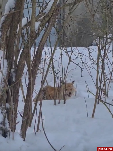 Голодную лису заметили в Пушкинских Горах