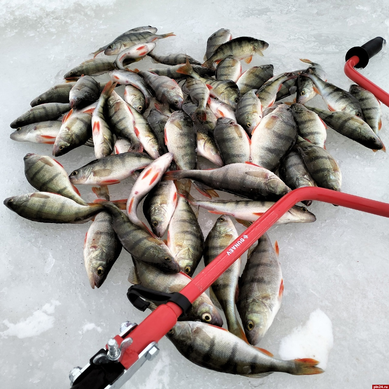 Псковичи и зимняя рыбалка: о братском сообществе и увлечениях ВИПов