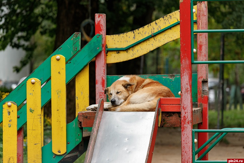 В Пскове утвердили места, куда запрещено возвращать животных без владельцев