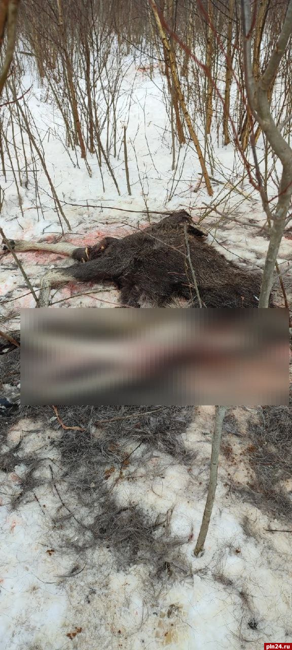 «Застрелили и бросили»: псковские охотники нашли убитого браконьерами лосенка