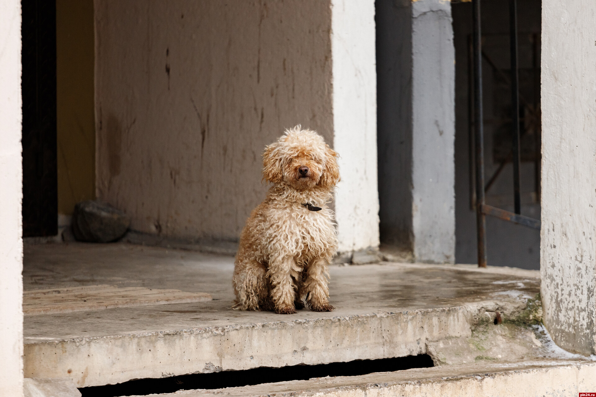Россиянам дали рекомендации по помощи собаке при акклиматизации