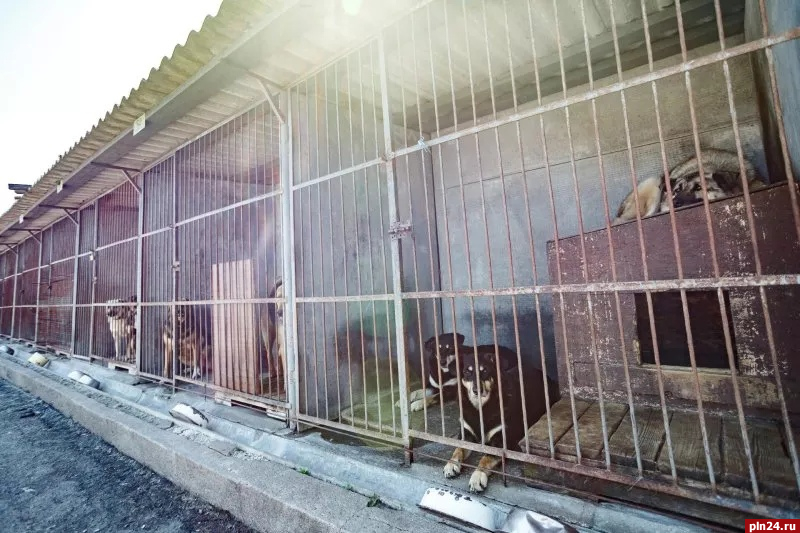 Псковские зоозащитники прокомментировали инициативу о запрете выпуска из приютов бездомных собак