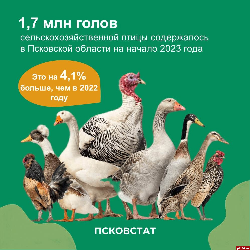Цесарок и фазанов выращивают в крестьянских хозяйствах Псковской области
