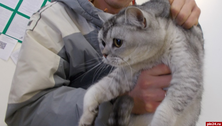Две кошки не прошли ветеринарный контроль в Псковской области