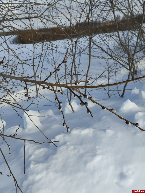 «Ждем весну»: в Полистовском заповеднике на деревьях появились почки. ФОТО