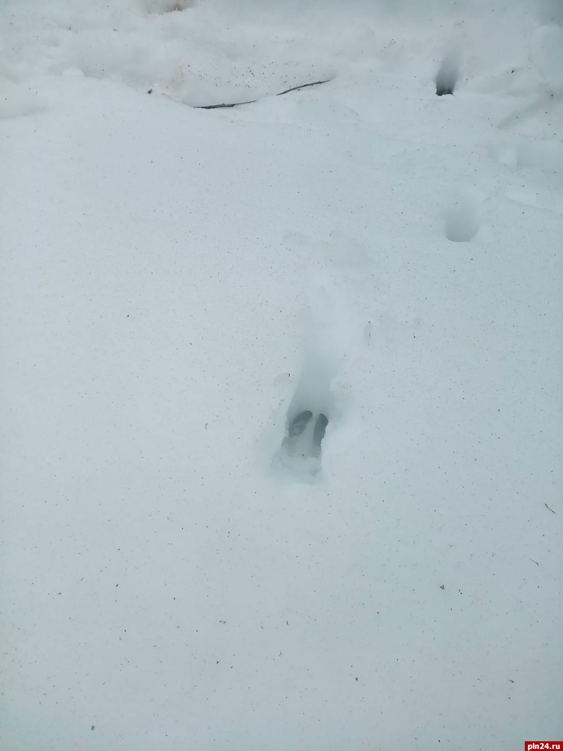 Определить принадлежность следов на снегу предлагают сотрудники нацпарка «Себежский»