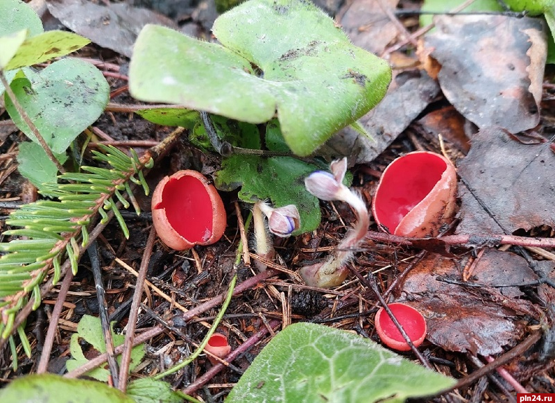 Первые в этом году грибы выросли в Гдовском районе. ФОТО