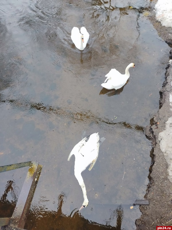 Лебедь погиб в водоеме в Невеле