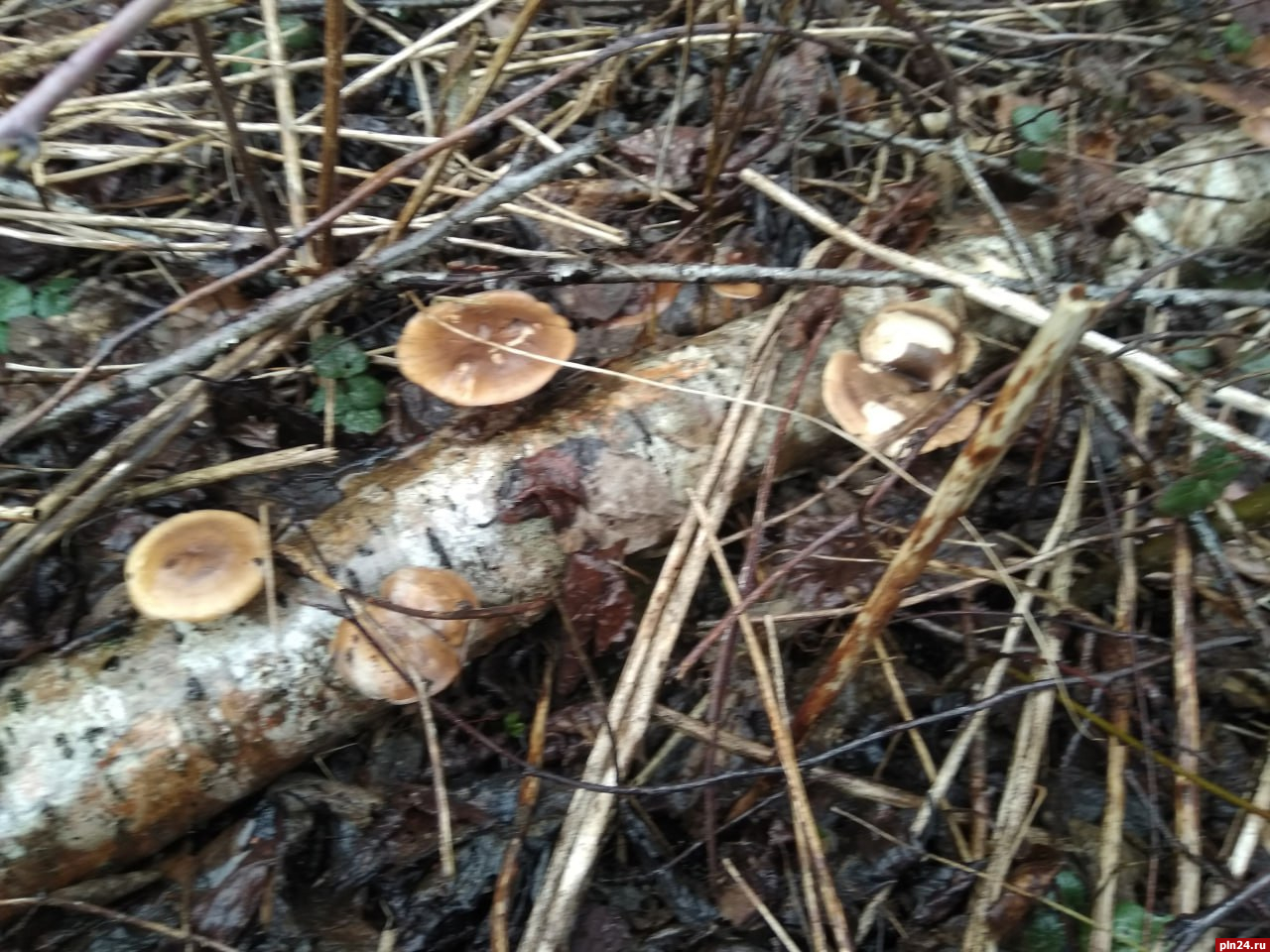 Весенние грибы обнаружили под Псковом. ФОТО