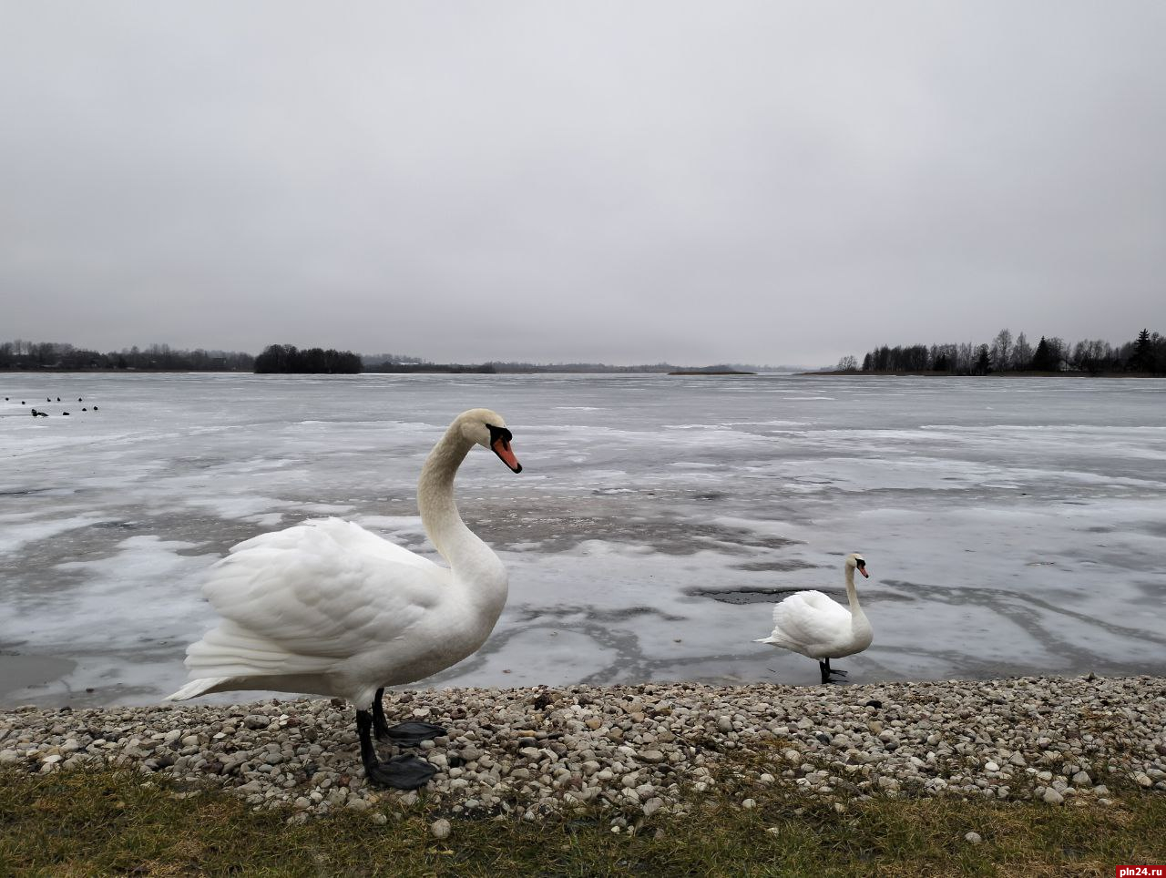 Лебедей заметили на Смолинском озере в Палкино. ФОТО