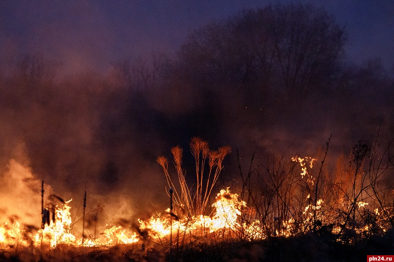 Восемь ландшафтных пожаров произошло в Псковской области за сутки