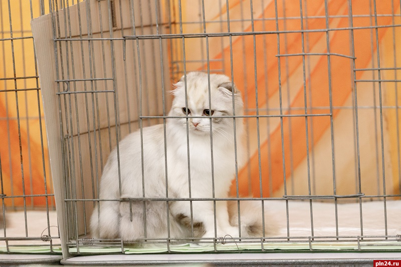 Бесплатная вакцинация домашних животных от бешенства проходит в Пскове