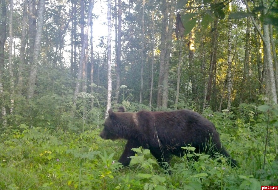 Медведь выходит к людям в Новоржевском районе