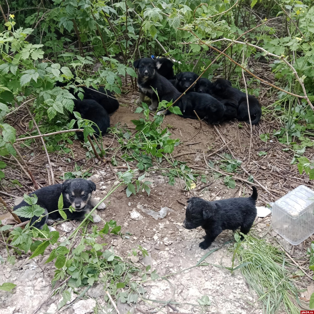 Десять щенков в мешке из-под сахара выкинули на остановке под Псковом