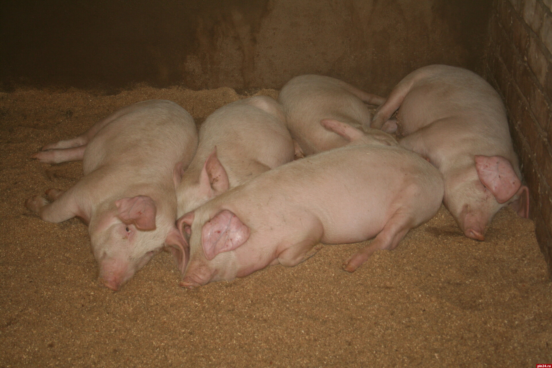 Поголовье свиней стало самым многочисленным у псковских сельхозпроизводителей