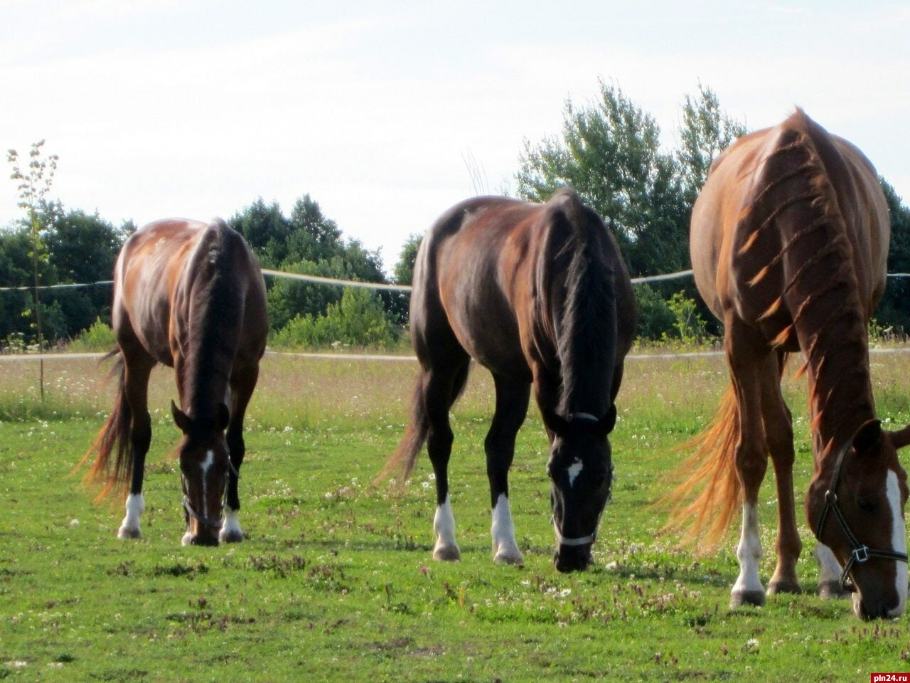 Парапланы и тепловизоры задействовали для поиска пропавшей лошади в Псковской области, её нашли в болоте