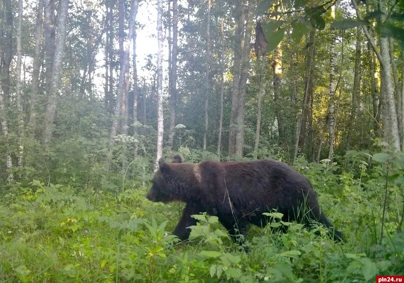 На следы медведей наткнулся мужчина при сборе березового сока в Псковской области