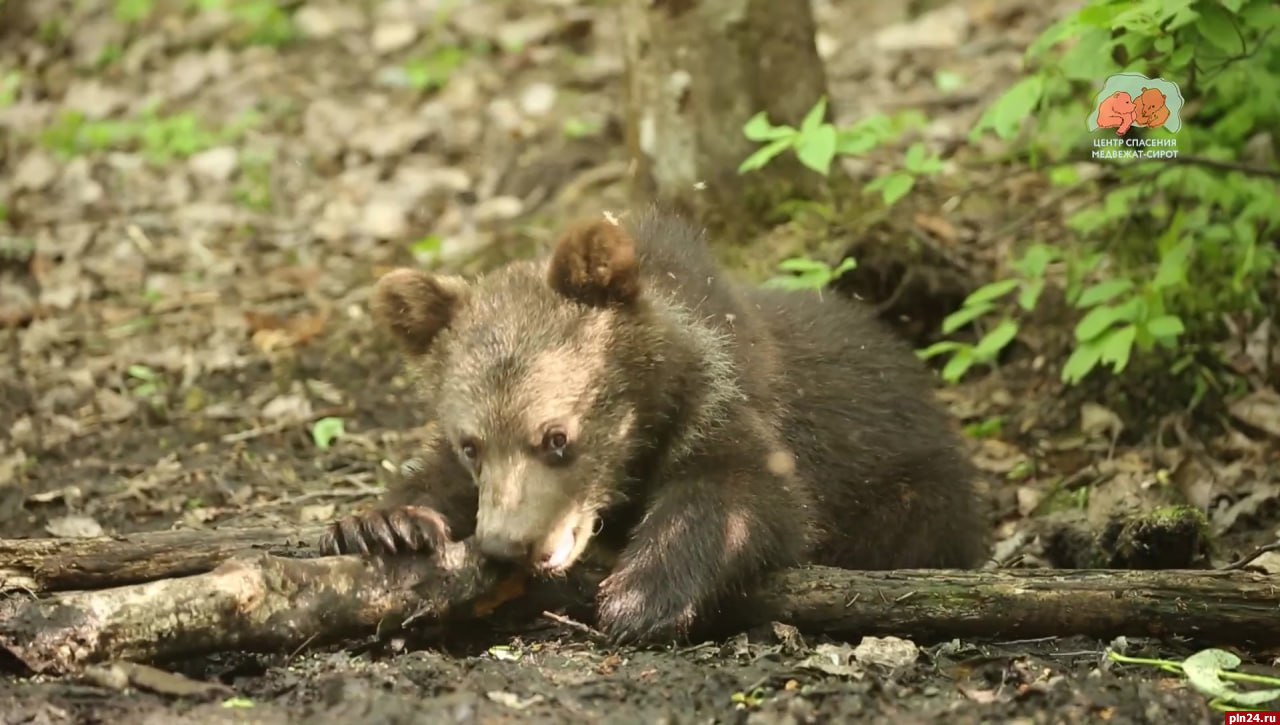 Cпасенные медвежата Горошинка и Фасолинка могут вернуться в Псковскую область