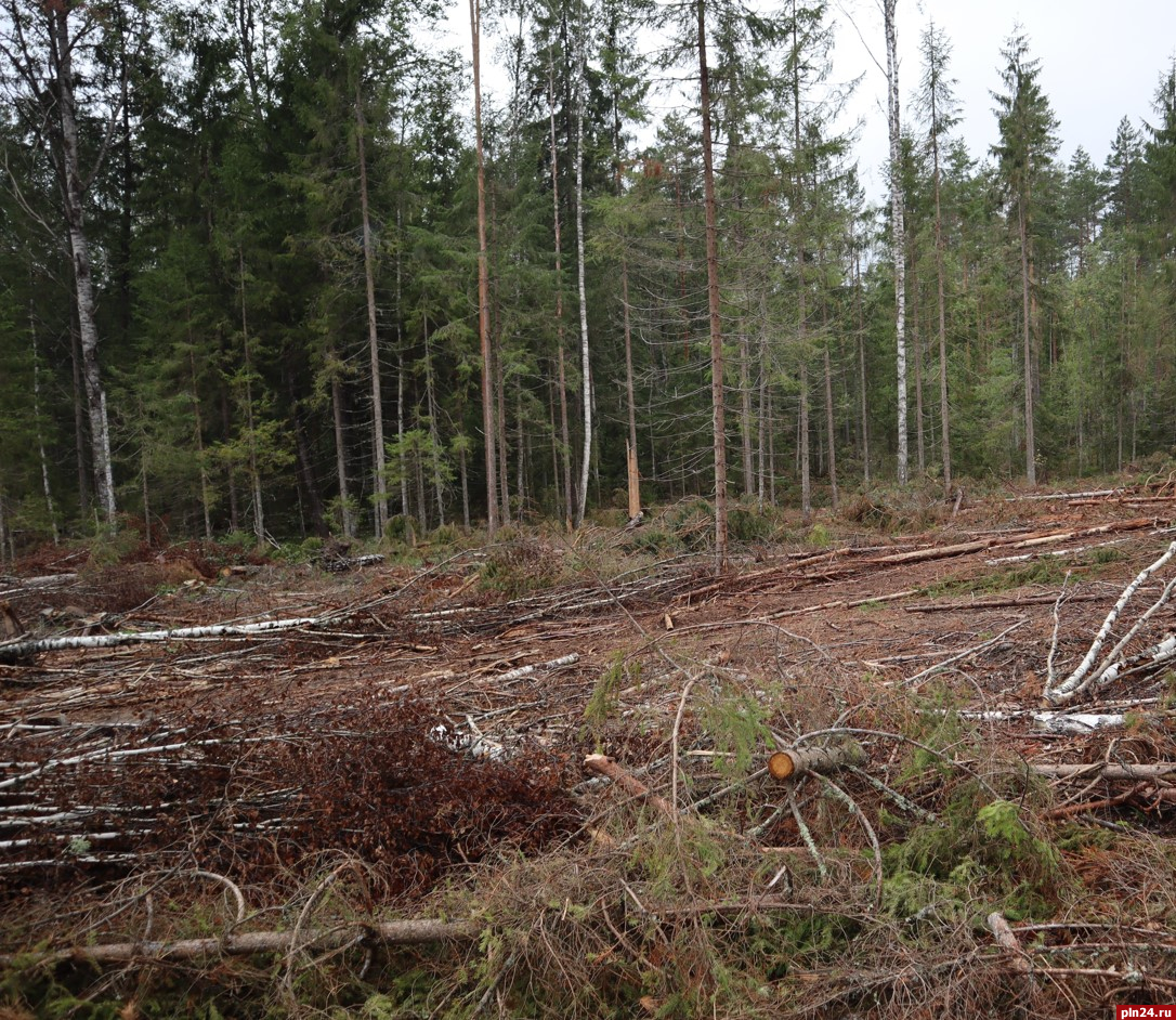 Бывшего полицейского осудили в Псковской области за незаконную рубку леса