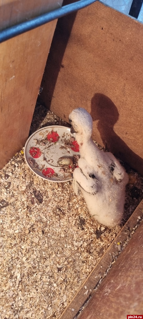 Упавших из гнезда птенцов выхаживают в Доме белого аиста в Гдовском районе